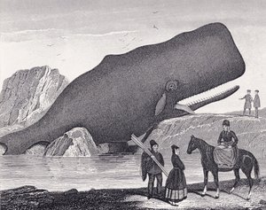 A Beached Sperm Whale by English School